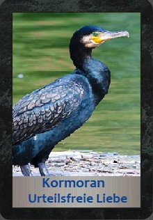 Kormoran
