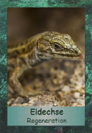 Eidechse