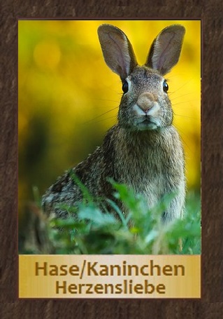 Hase