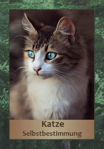 Katze