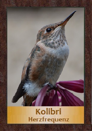 Kolibri