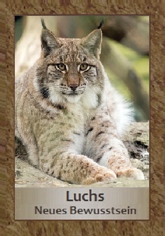 Luchs