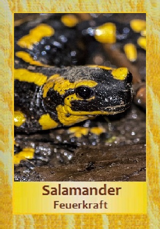 Salamander