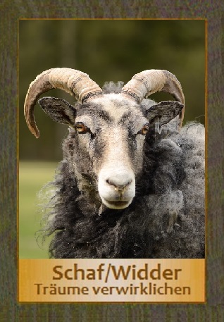 Schaf