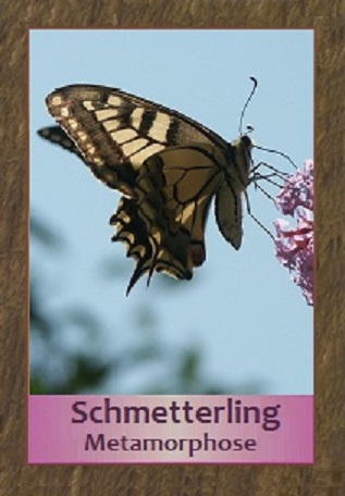 Schmetterling