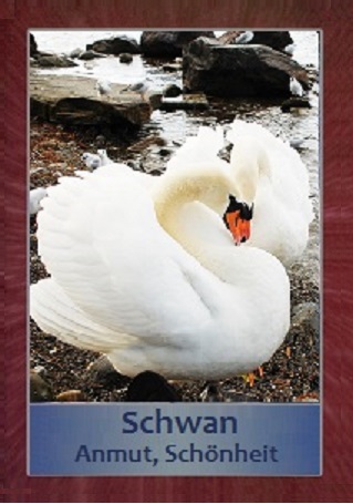 Schwan