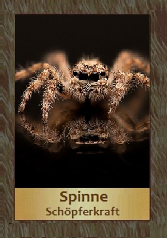 Spinne