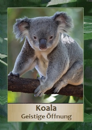 Koala