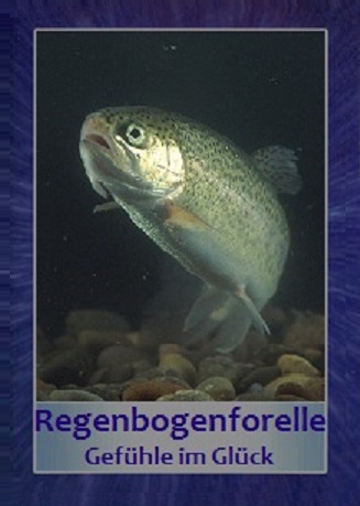 Regenbogenforelle