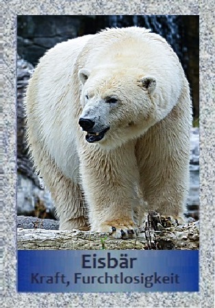 Eisb&auml;r