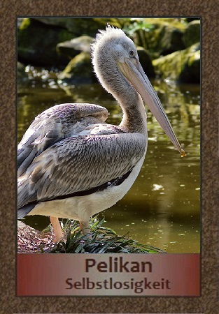 Pelikan