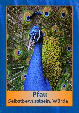 Pfau