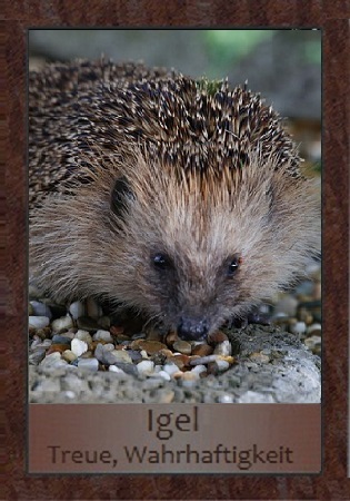 Igel