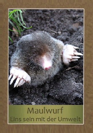 Maulwurf